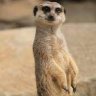 Thomas_Hansi
