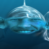 OkiMol