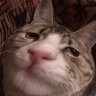 CatEmpire