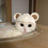 minipig11