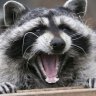 Raccon_Carlini