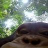 ayebacota