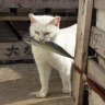 .shizo