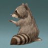 Raccoon_Sama