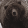 bear94