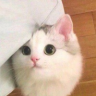 Kenji_DeBager