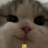 ForHide
