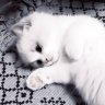 Danissimo_meow