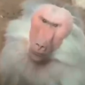 Volgarik_qz