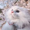 Timofey_Mahoune