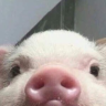 MariaAnimal