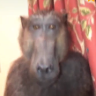 Jake_Rodzhar