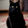 Georgy_Tarketti
