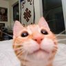 name_nikto