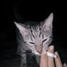 Fazy12