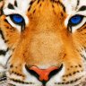 TheLoneTiger8