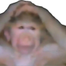 amphibiahhh