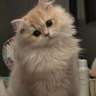 damiriomr