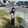 Impressive_Spermostrel