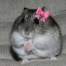 wonelina
