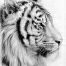 DeR_WeiBe_TiGeR