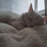 hilO_