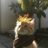 Hani_Robloxova
