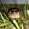 Ratmir_Hlopin
