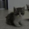 DANYA_CURSED