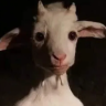 whetes