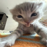 peregarchik