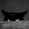 Foxy_Vortex