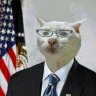 mрaнсцэнgенmальный_кот