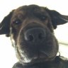 Brain_Doakes