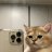 Johny_Levinson