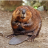 Donnino_Pumin