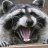 Raccon_Carlini