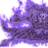Psilocybin1337