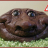 Daniel_Bear