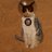 afech_228