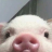 MariaAnimal
