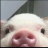 ANIMALMARIA