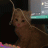 Beebreek