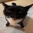 Anton_Belluccii