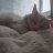 hilO_