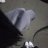 Авелина
